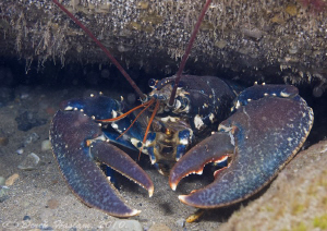 Common Lobster. Trefor pier. D3, by Derek Haslam 